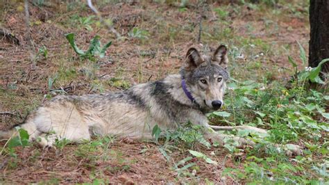 More wolf packs appearing in Northern California
